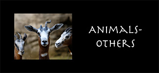 Other Animals